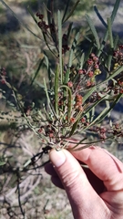 Dodonaea viscosa angustifolia