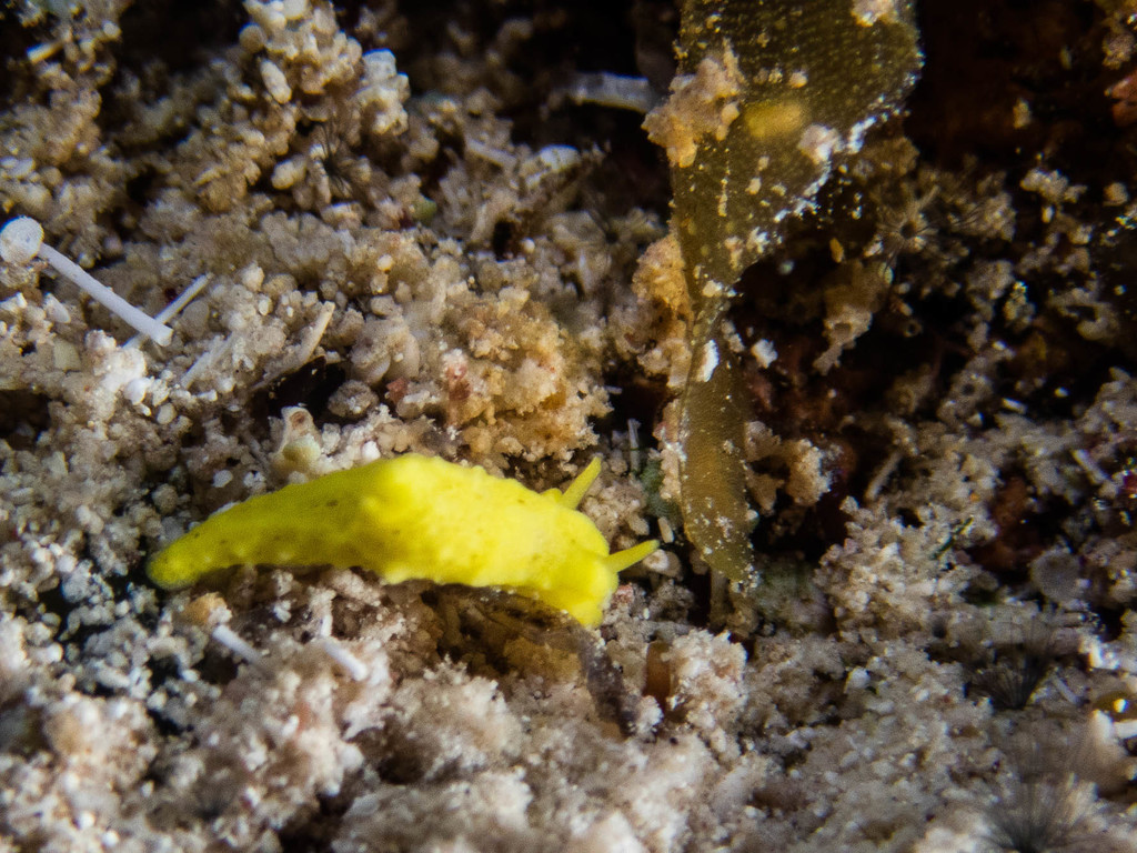 Aegires corrugatus