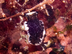 Pseudoceros rawlinsonae