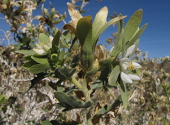 Kissenia capensis