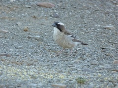 Plocepasser mahali mahali