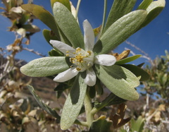 Kissenia capensis