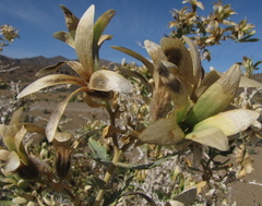 Kissenia capensis