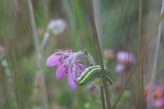 Heliothis maritima