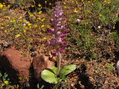 Lachenalia carnosa