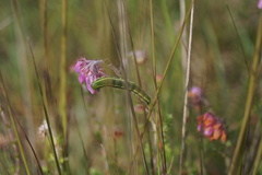 Heliothis maritima
