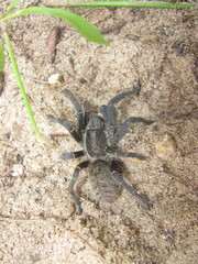 Harpactira