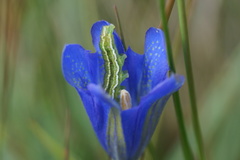Heliothis maritima