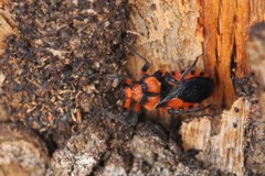 Tegea atropicta