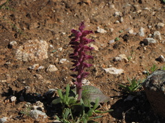 Lachenalia carnosa
