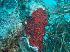 Monanchora arbuscula