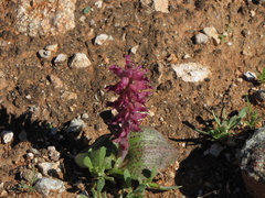 Lachenalia carnosa