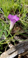 Ipomoea costellata