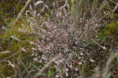 Illecebrum verticillatum