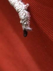 Catocala ultronia