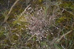 Illecebrum verticillatum