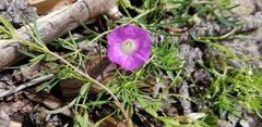 Ipomoea costellata