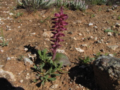 Lachenalia carnosa