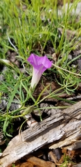 Ipomoea costellata
