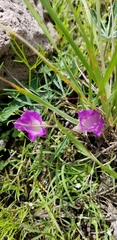 Ipomoea costellata