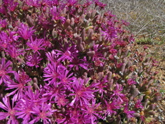 Lampranthus otzenianus