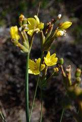 Bobartia gladiata