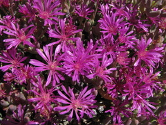 Lampranthus otzenianus