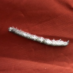 Catocala ultronia