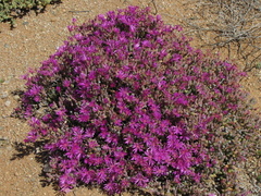 Lampranthus otzenianus