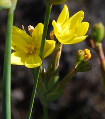 Bobartia gladiata