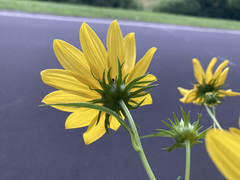 Helianthus divaricatus