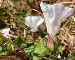 Calystegia × lucana