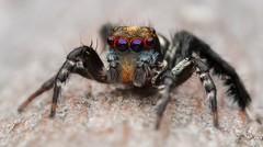 Saitis virgatus