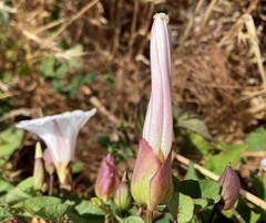 Calystegia × lucana