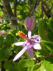 Grewia occidentalis occidentalis
