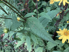 Helianthus divaricatus