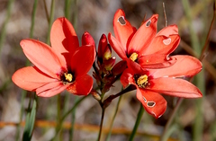 Ixia tenuifolia