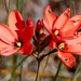 Ixia tenuifolia - Photo (c) Charles Stirton, alguns direitos reservados (CC BY-SA), uploaded by Charles Stirton