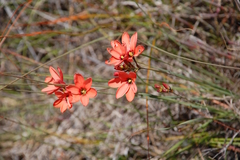 Ixia tenuifolia