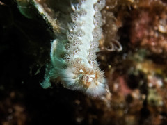 Hermodice carunculata