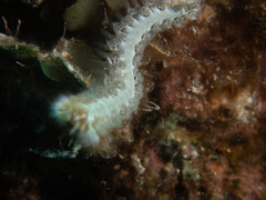 Hermodice carunculata