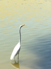 Ardea alba