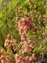 Passerina falcifolia