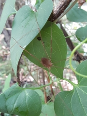 Leiobunum flavum