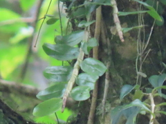 Dendrobium chameleon