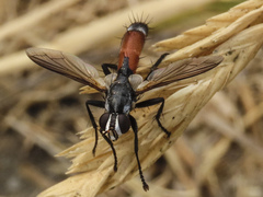 Cylindromyia intermedia