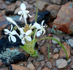 Lapeirousia pyramidalis pyramidalis