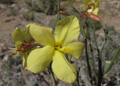 Menodora juncea