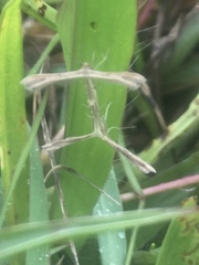 Lioptilodes albistriolatus