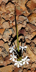 Lapeirousia pyramidalis pyramidalis